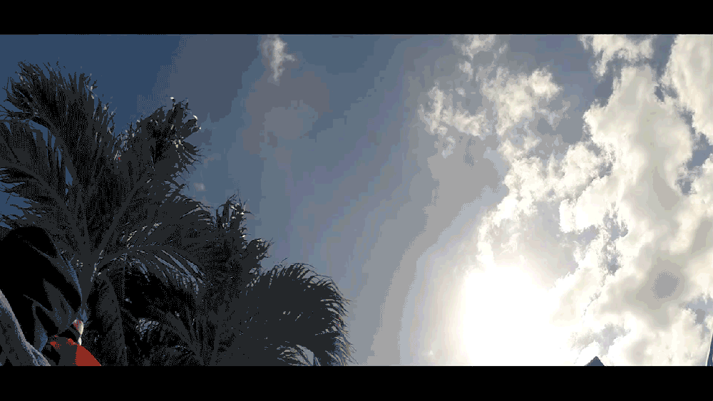 timelapse_palm